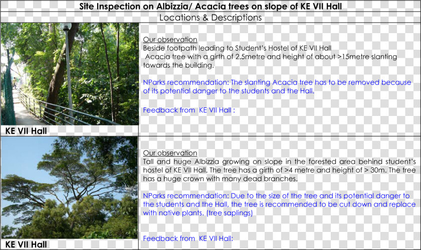 Albizzia Tree Acacia Tree At Ke Vii Hall   Scientific Name Of Acacia  HD Png DownloadTransparent PNG
