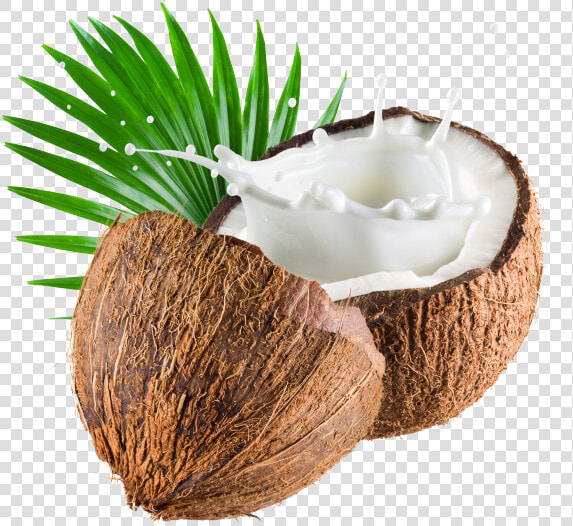 Coconut Png Image Transparent   Coconut Milk Png  Png DownloadTransparent PNG