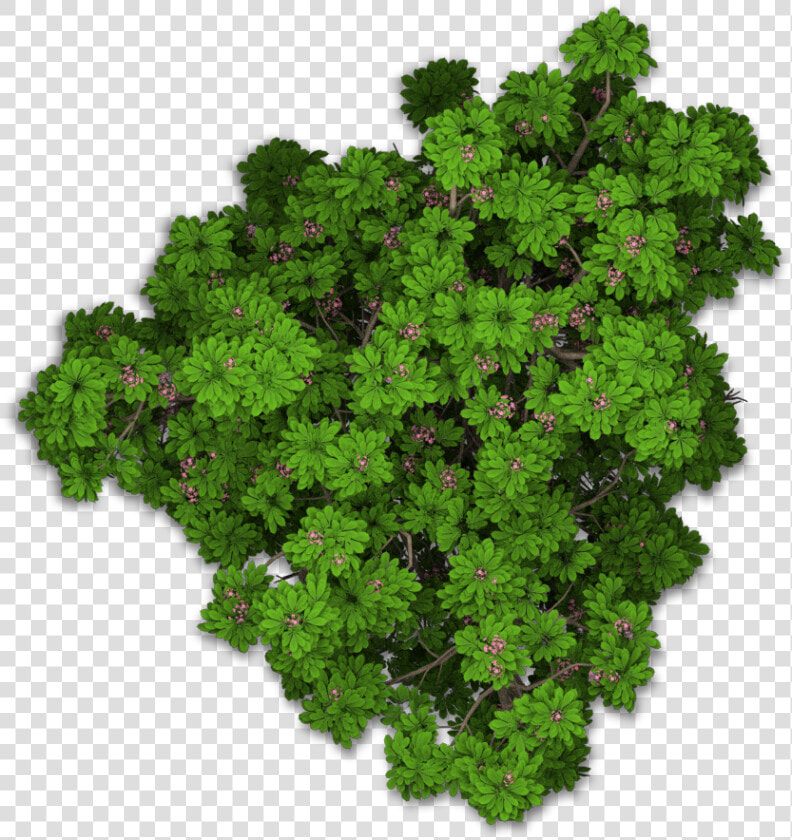 Www   Playcast   Ru   Bushes Png   Tree Png Top View   Plant Top View Png  Transparent PngTransparent PNG