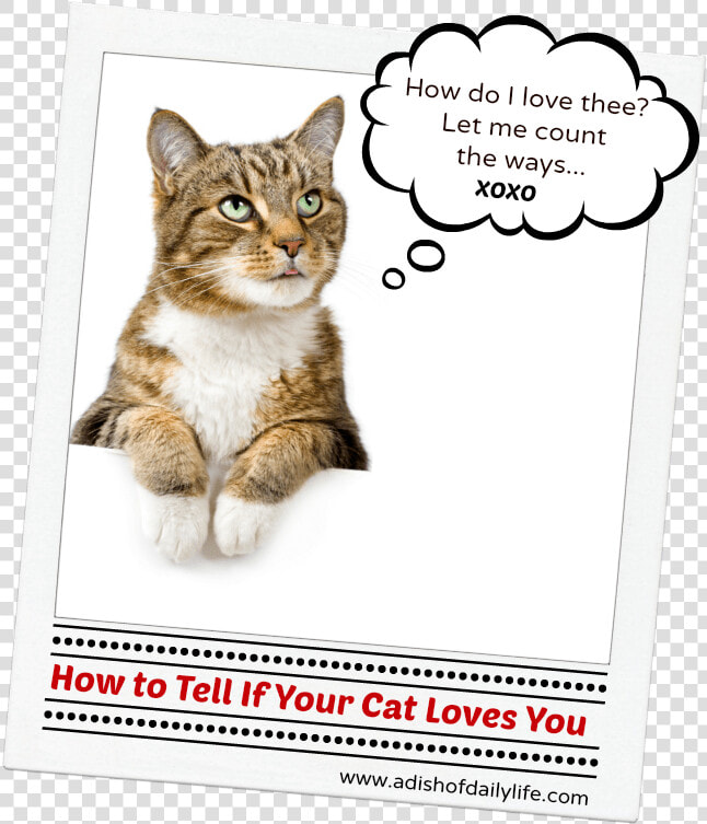 Tell A Cat You Love Them  HD Png DownloadTransparent PNG