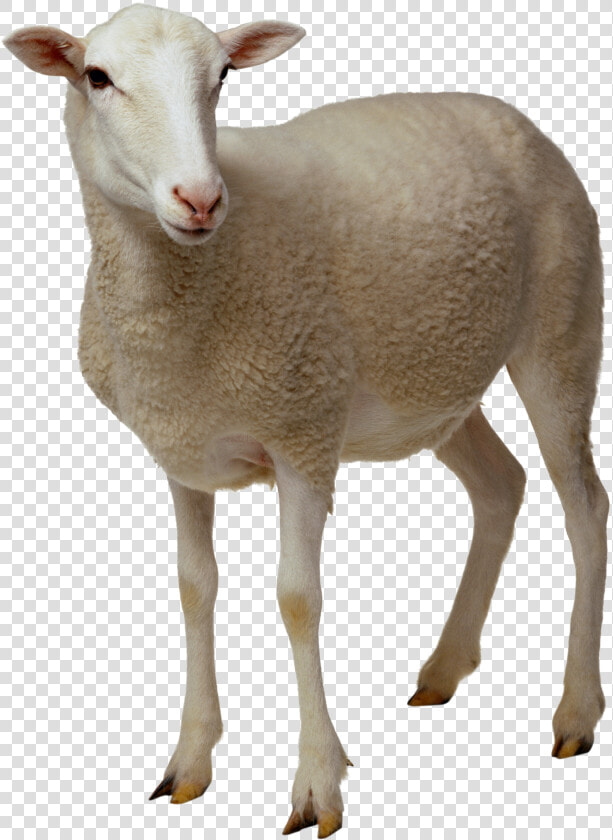 Download Sheep Png Clipart   Sheep Png  Transparent PngTransparent PNG