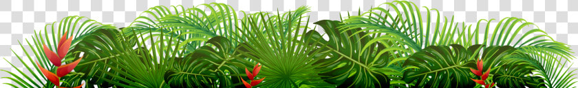 Saw Palmetto  HD Png DownloadTransparent PNG