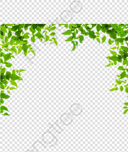 Leaves Border Nice Pretty   Transparent Background Leaf Border Transparent  HD Png DownloadTransparent PNG