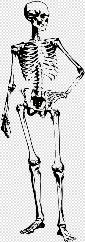 Skeleton Bones Halloween Free Photo   Skeleton  HD Png DownloadTransparent PNG