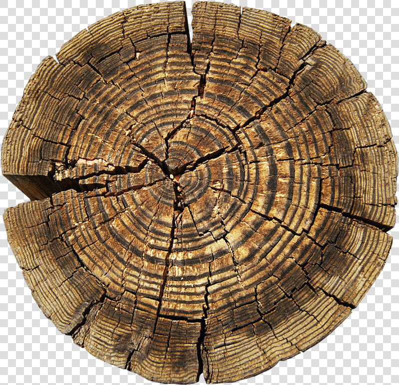 Clip Art Tree Aastarxf Ngad Texture   Circle Rings On Tree  HD Png DownloadTransparent PNG