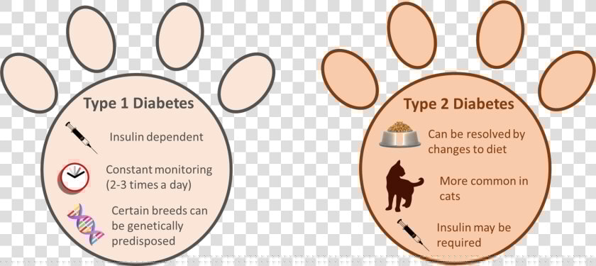 Type 1 Vs Type 2 Diabetes In Pets   Diabetes In Pets  HD Png DownloadTransparent PNG