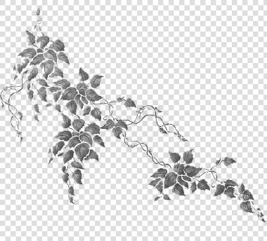  ivy  silhouette  vines  leaves  plants  decoration   Ivy Photoshop  HD Png DownloadTransparent PNG