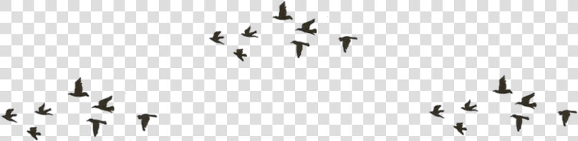 Passarinhos De Verdade Png  Transparent PngTransparent PNG