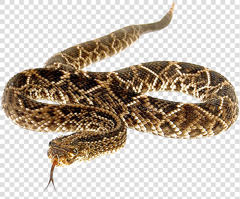 Eastern Diamondback Rattlesnake   Rattlesnake Png  Transparent PngTransparent PNG