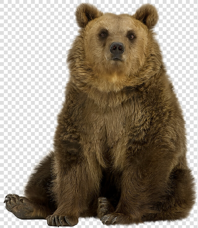 Brown Bear Png Pic   Grizzly Bear Sitting Png  Transparent PngTransparent PNG