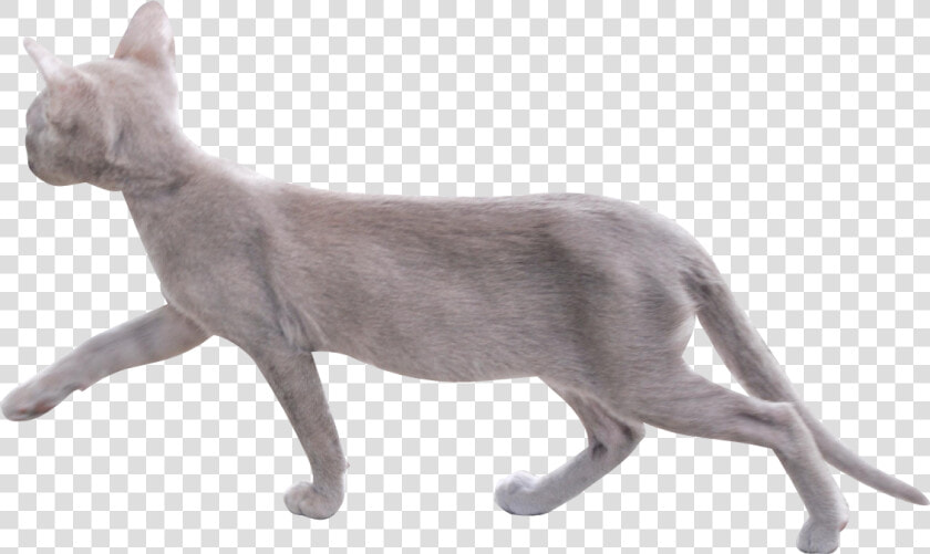 Cat Png Image With Transparent Background   Walking Cat Transparent Background  Png DownloadTransparent PNG
