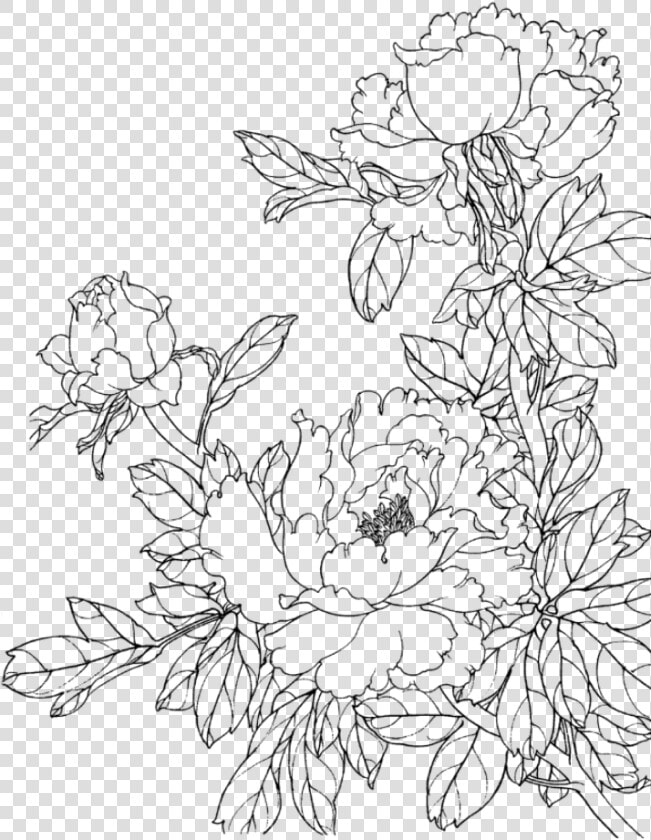  flower  flowers  draw  drawing  scrapbook  scrapbooking   Flower Line Drawing Png  Transparent PngTransparent PNG
