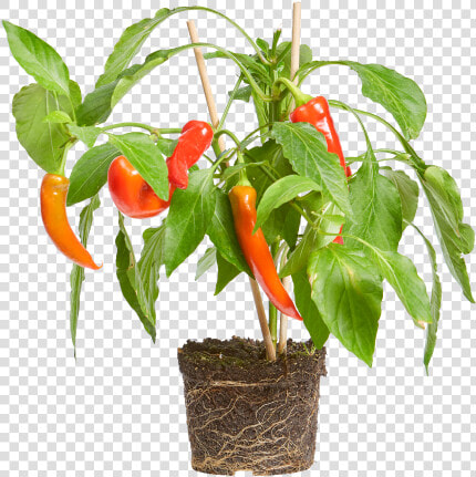 Chili Pepper   Flowerpot  HD Png DownloadTransparent PNG