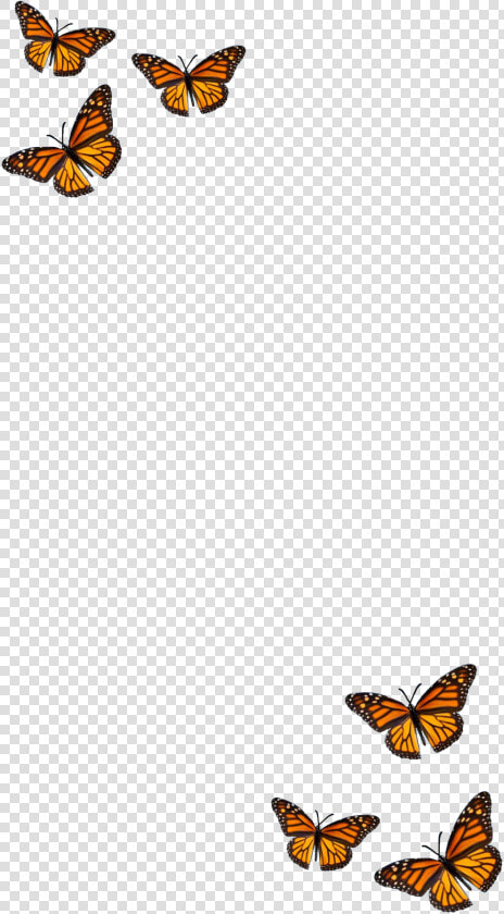  filter  butterfly  orange  black  aesthetic   Monarch Butterfly  HD Png DownloadTransparent PNG