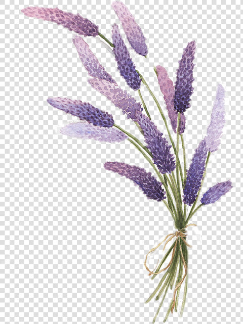 Transparent Lavander Png   Lavender Drawing Transparent Background  Png DownloadTransparent PNG