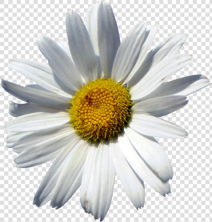 Common Daisy Oxeye Daisy Marguerite Daisy Chrysanthemum   Chamomile  HD Png DownloadTransparent PNG