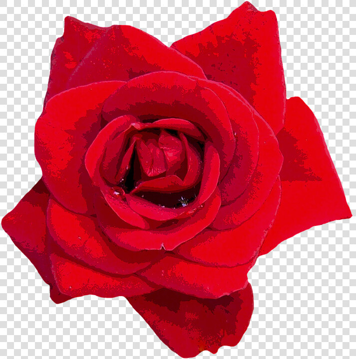 Roses  Red  Flowers  Red Rose  Garden Rose  Rose Blooms   Red Flower Images In Png Format  Transparent PngTransparent PNG