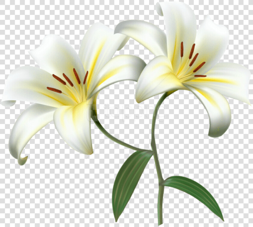 Free Png Download White Lilium Flower Decorative Transparent  Png DownloadTransparent PNG