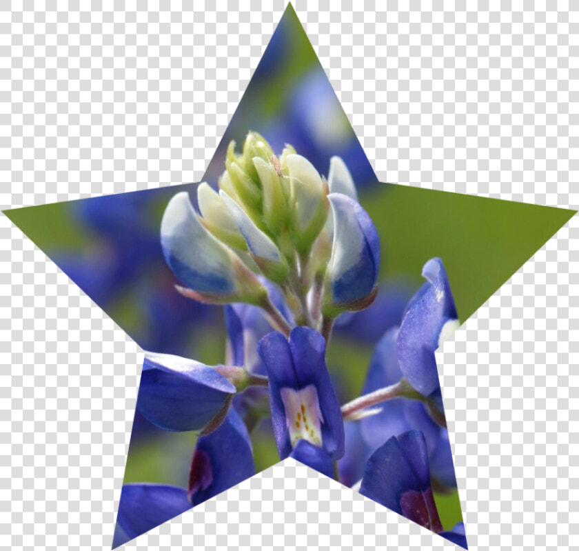 Bluebonnet Png  Transparent PngTransparent PNG