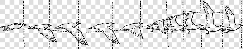 Symmetry monochrome Photography text   Animate A Flying Bird  HD Png DownloadTransparent PNG