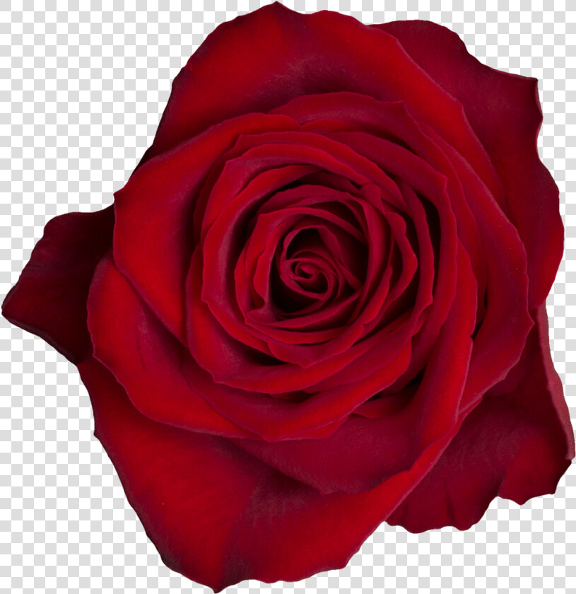 Madam Red A   Floribunda  HD Png DownloadTransparent PNG