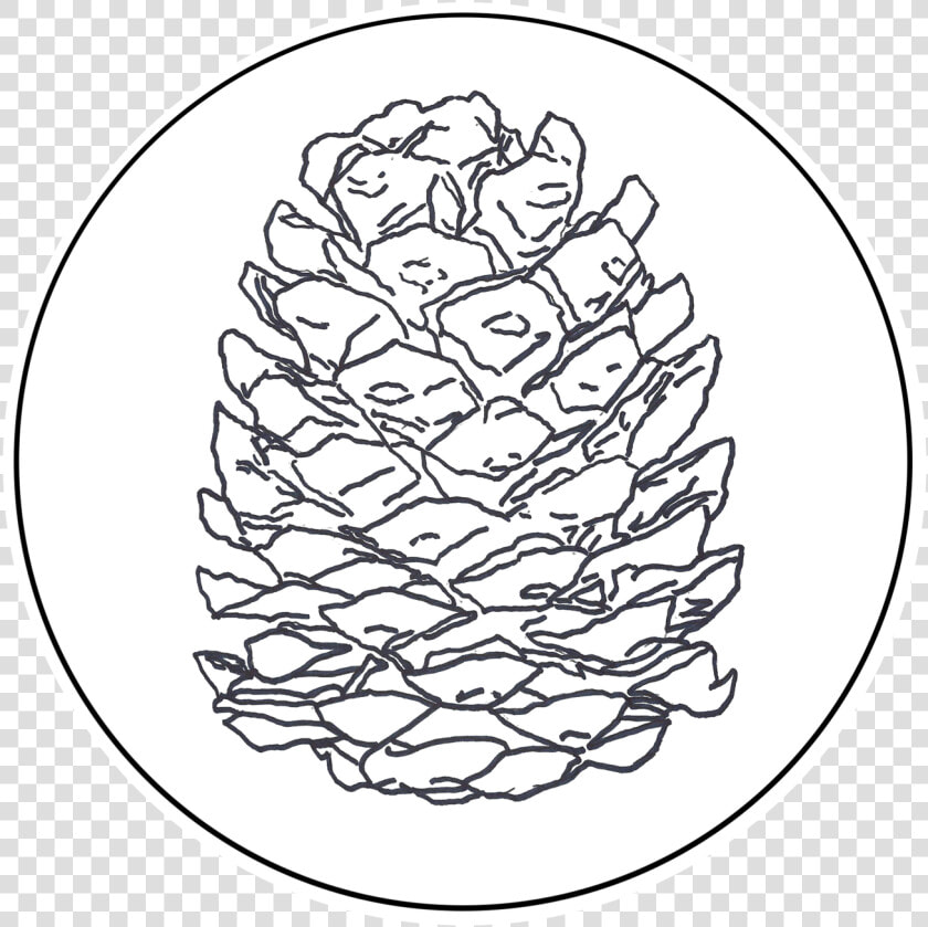 Shortstraw Pine  HD Png DownloadTransparent PNG