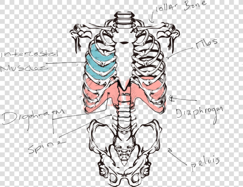 Esqueleto Humano Torso  HD Png DownloadTransparent PNG