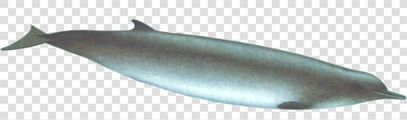 Tasman Beaked Whale   Sand Eel  HD Png DownloadTransparent PNG