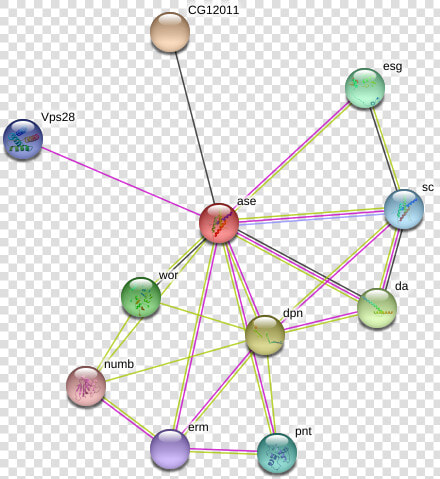 Ase Protein  HD Png DownloadTransparent PNG