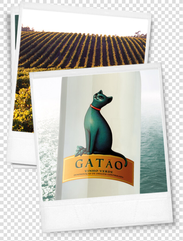 Gatao Vinho Verde  HD Png DownloadTransparent PNG