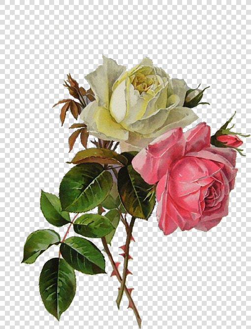 Rose Vintage Roses  Vintage Floral  Botanical Flowers    Paul De Longpre  HD Png DownloadTransparent PNG