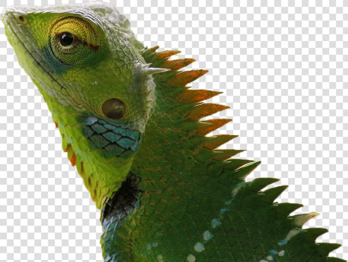 Chameleon Brick Tinting Masot   Wallpaper  HD Png DownloadTransparent PNG