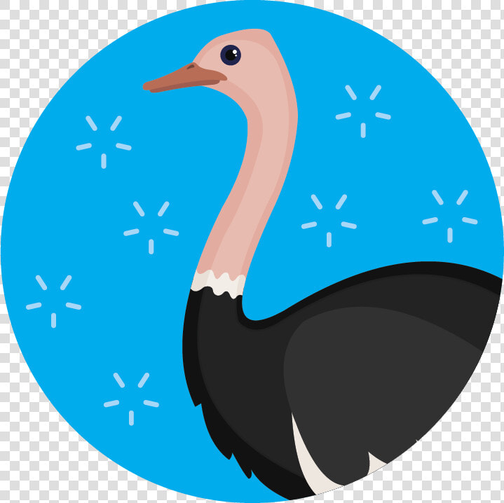 Flightless Bird  HD Png DownloadTransparent PNG