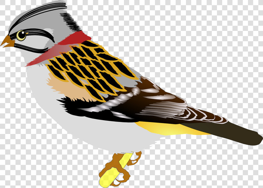 Wing bird Of Prey bird   Birds Clip Art  HD Png DownloadTransparent PNG