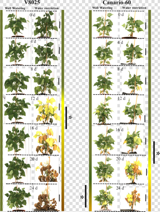 Houseplant  HD Png DownloadTransparent PNG