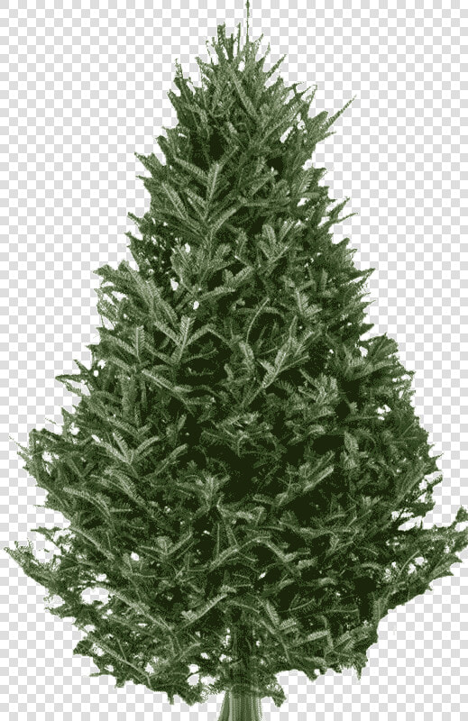 Fraser Fir Christmas Tree   Live Balsam Fir Christmas Trees  HD Png DownloadTransparent PNG