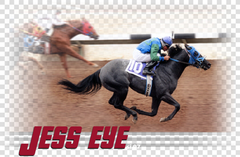 Transparent Race Horse Png   Flat Racing  Png DownloadTransparent PNG