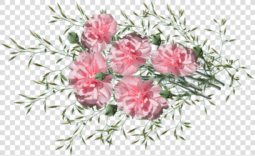 Carnations  Flowers  Nature  Garden  Plants   Bouquet  HD Png DownloadTransparent PNG