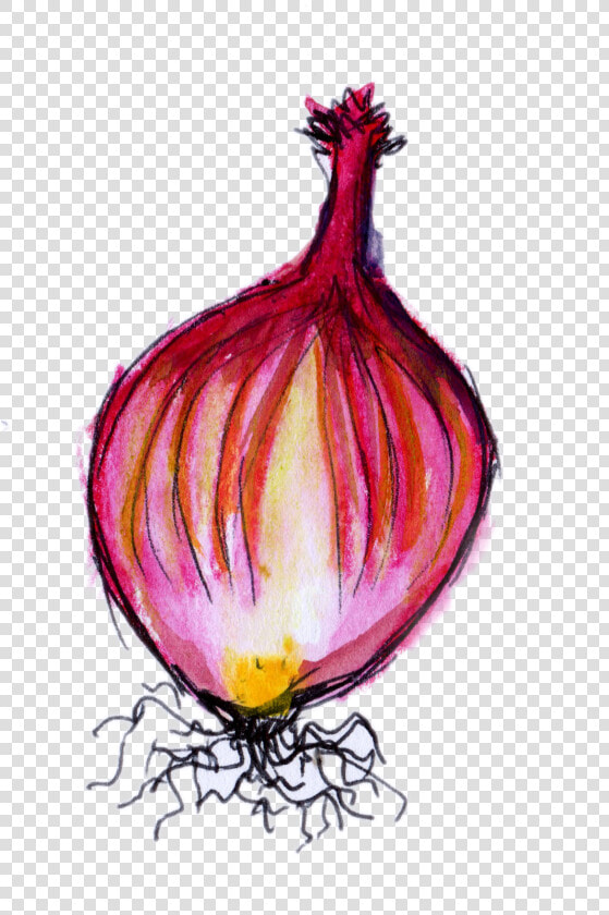 Transparent Onion Png   Red Onion  Png DownloadTransparent PNG