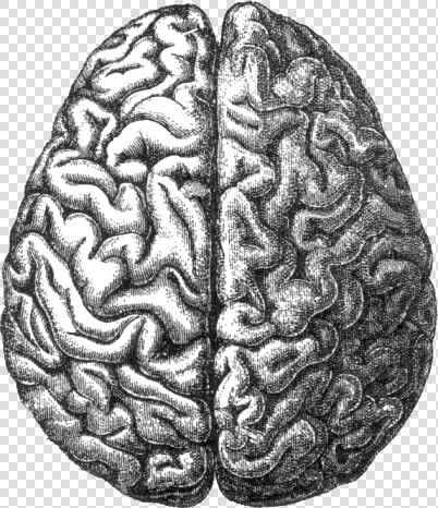 Longitudinal Fissure  HD Png DownloadTransparent PNG