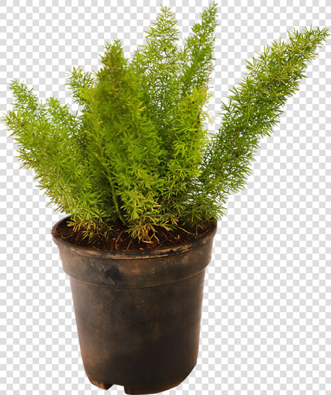 Asparagus Meyeri  HD Png DownloadTransparent PNG