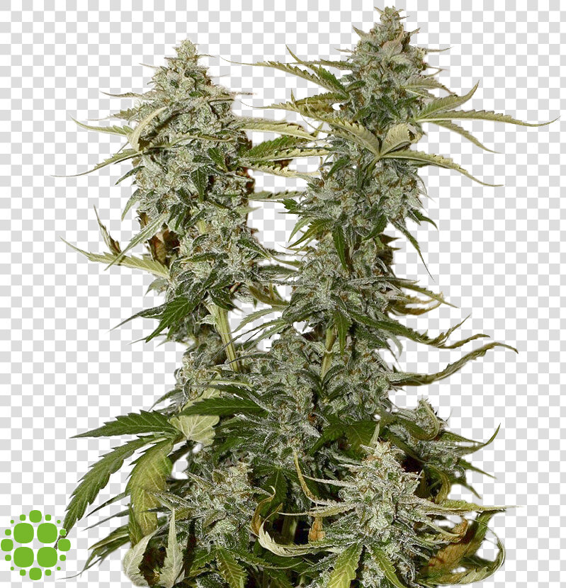 Candy Dawg Kush  HD Png DownloadTransparent PNG