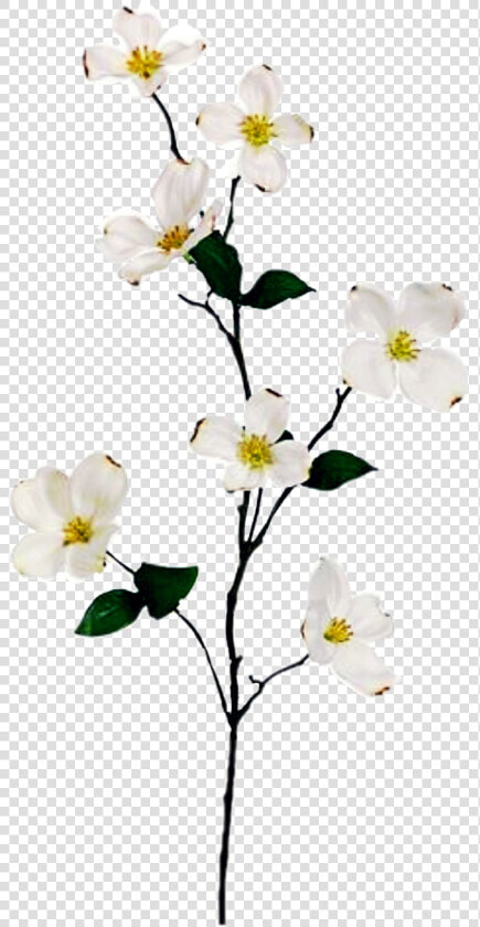 Flowering Dogwood   Png Download   Branch With Flowers Png  Transparent PngTransparent PNG