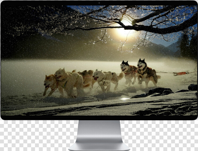 Iditarod Trail Sled Dog Race 2019   Husky Pulling Sleigh  HD Png DownloadTransparent PNG