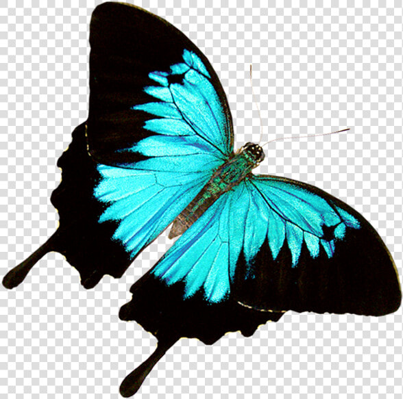 Butterfly World Â€“ Where 20 000 Exotic Butterflies   Transparent Ulysses Butterfly Png  Png DownloadTransparent PNG