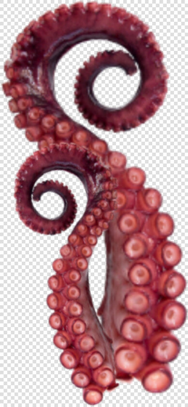  tentacles  octopus  sticker   Octopus  HD Png DownloadTransparent PNG