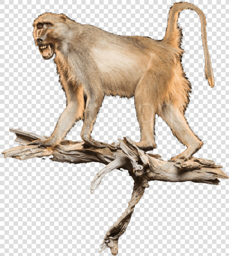 Vertebrate old World World Monkey wildlife rhesus   Langur  HD Png DownloadTransparent PNG