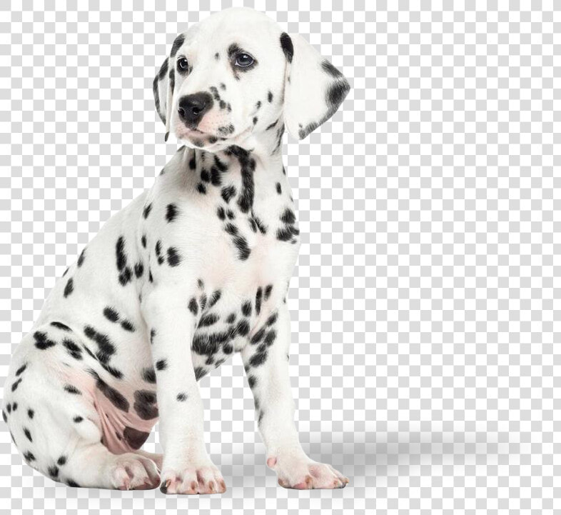 Dalmatian Puppy  Hd Png Download   Cuccioli Di Dalmata  Transparent PngTransparent PNG
