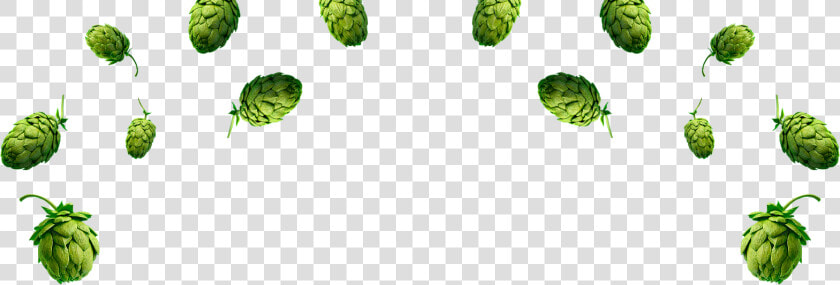 Skol Hops Lupulos   Png Download   Lupulo Png  Transparent PngTransparent PNG