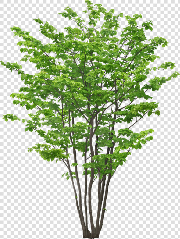 Transparent Tree Limb Png   植物 Png  Png DownloadTransparent PNG